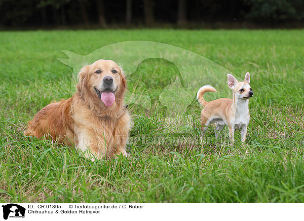 Chihuahua & Golden Retriever / Chihuahua & Golden Retriever / CR-01805