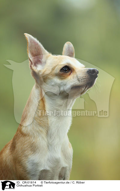 Chihuahua Portrait / CR-01814