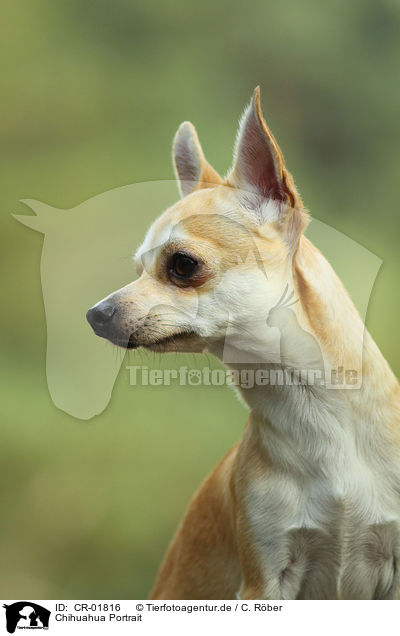 Chihuahua Portrait / CR-01816