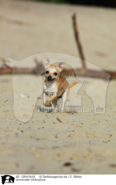 rennender Chihuahua / CR-01818