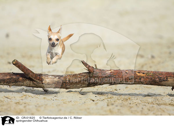 springender Chihuahua / CR-01820