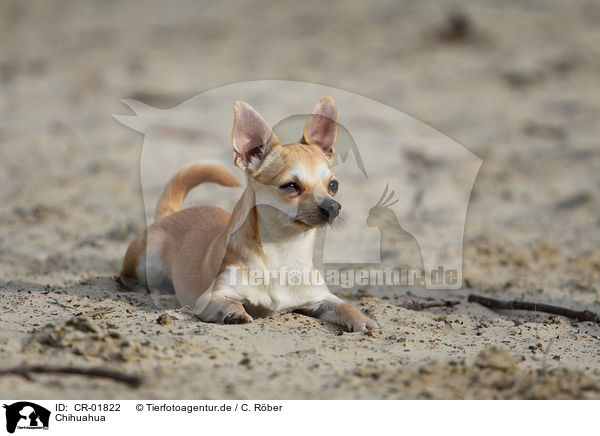 Chihuahua / CR-01822