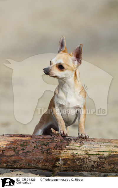 Chihuahua / CR-01826