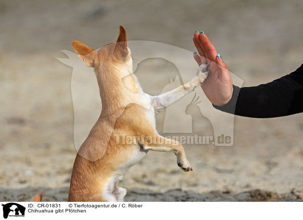 Chihuahua gibt Pftchen / CR-01831