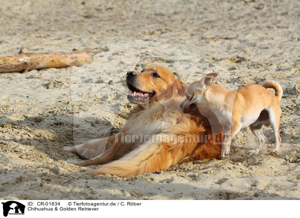 Chihuahua & Golden Retriever / CR-01834