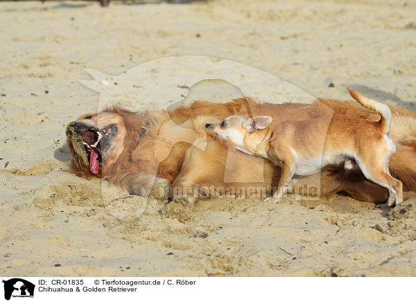 Chihuahua & Golden Retriever / CR-01835