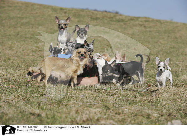 Frau mit Chihuahuas / SST-07820