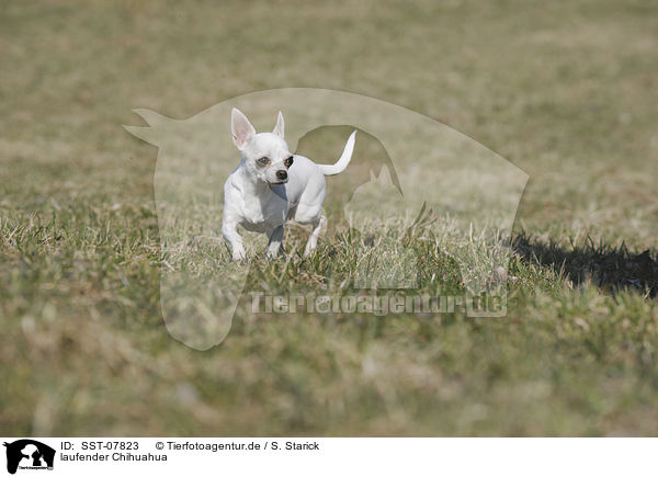 laufender Chihuahua / SST-07823