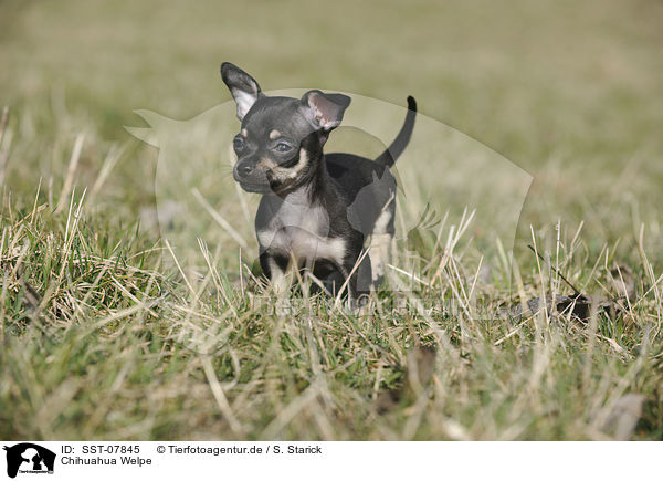 Chihuahua Welpe / SST-07845