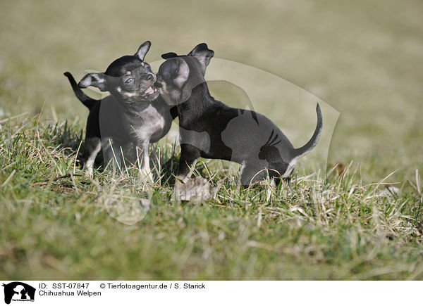 Chihuahua Welpen / SST-07847
