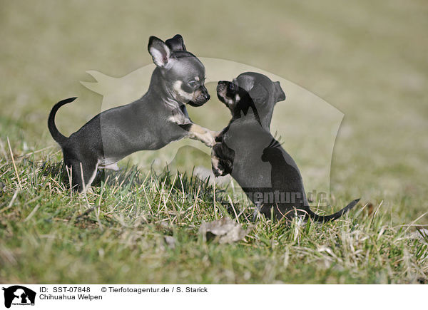 Chihuahua Welpen / SST-07848