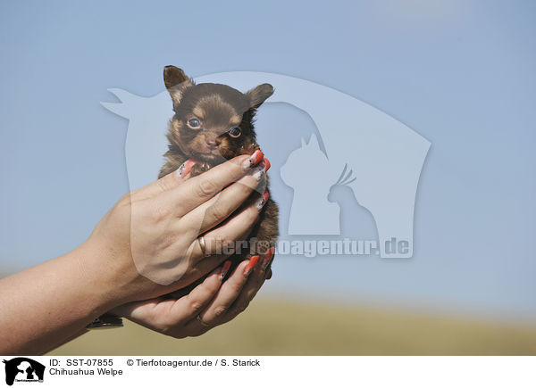 Chihuahua Welpe / Chihuahua Puppy / SST-07855