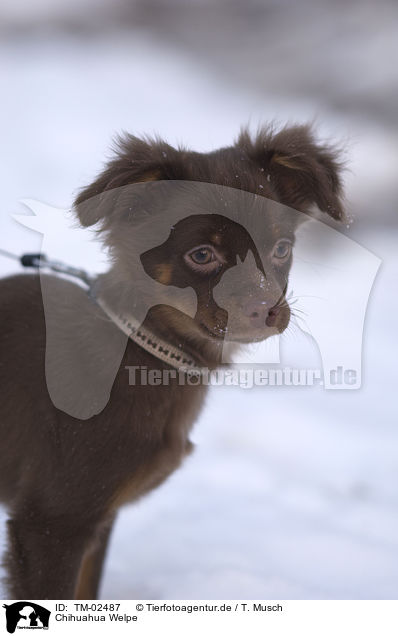 Chihuahua Welpe / TM-02487