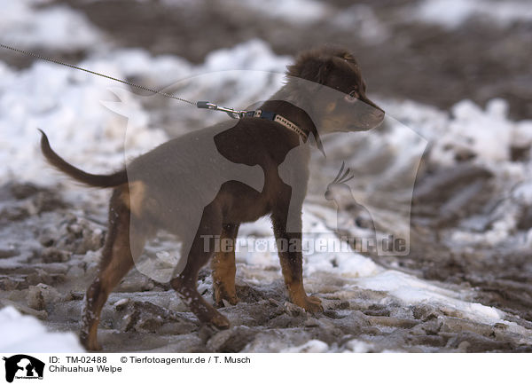 Chihuahua Welpe / TM-02488