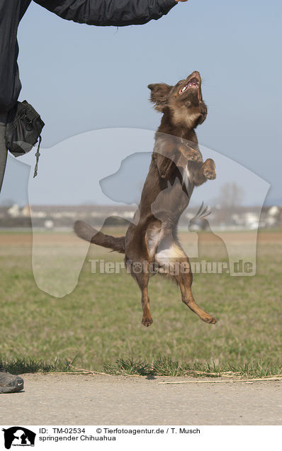 springender Chihuahua / jumping Chihuahua / TM-02534