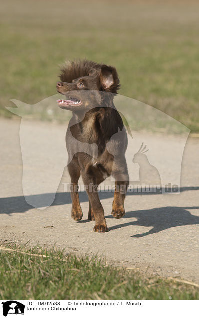 laufender Chihuahua / walking Chihuahua / TM-02538