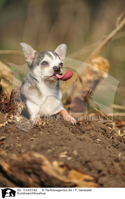 Kurzhaarchihuahua / YJ-03182