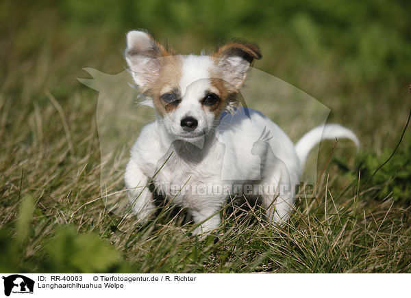 Langhaarchihuahua Welpe / longhaired chihuahua puppy / RR-40063