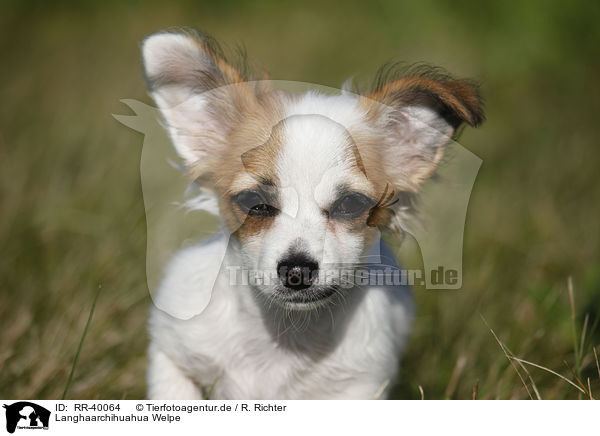 Langhaarchihuahua Welpe / longhaired chihuahua puppy / RR-40064