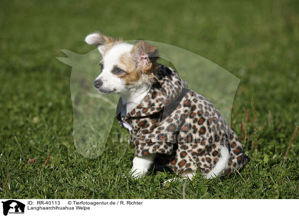 Langhaarchihuahua Welpe / longhaired chihuahua puppy / RR-40113