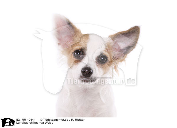 Langhaarchihuahua Welpe / longhaired Chihuahua puppy / RR-40441