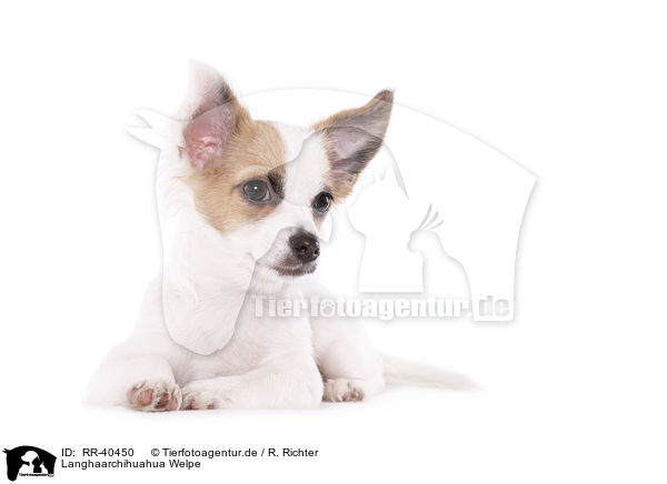 Langhaarchihuahua Welpe / longhaired Chihuahua puppy / RR-40450
