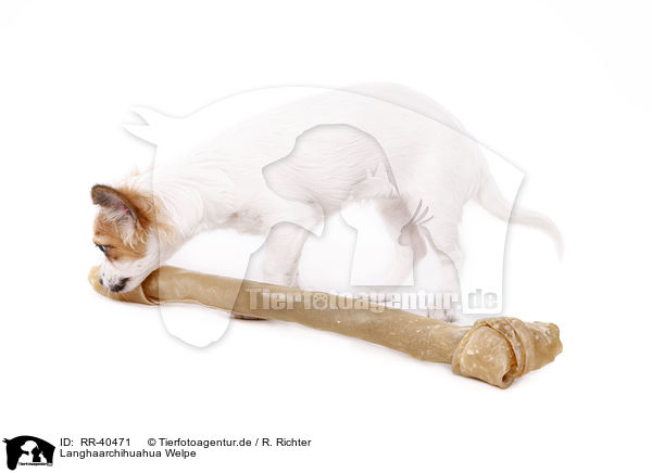 Langhaarchihuahua Welpe / longhaired Chihuahua puppy / RR-40471