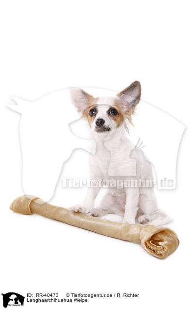 Langhaarchihuahua Welpe / longhaired Chihuahua puppy / RR-40473
