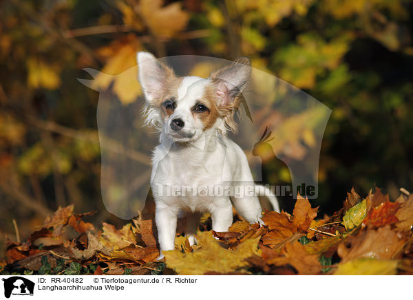 Langhaarchihuahua Welpe / longhaired Chihuahua puppy / RR-40482