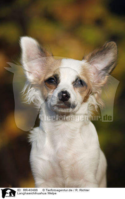 Langhaarchihuahua Welpe / longhaired Chihuahua puppy / RR-40486