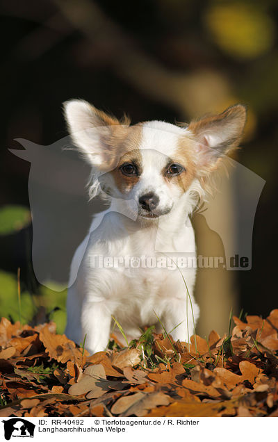 Langhaarchihuahua Welpe / longhaired Chihuahua puppy / RR-40492