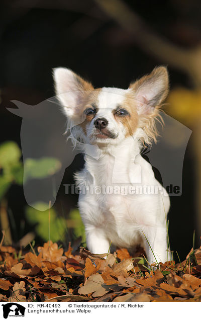 Langhaarchihuahua Welpe / longhaired Chihuahua puppy / RR-40493