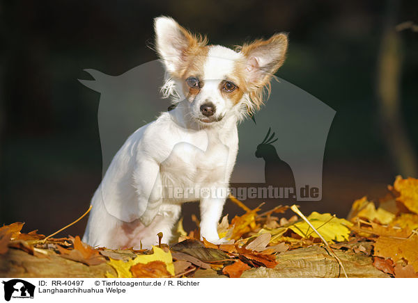 Langhaarchihuahua Welpe / RR-40497