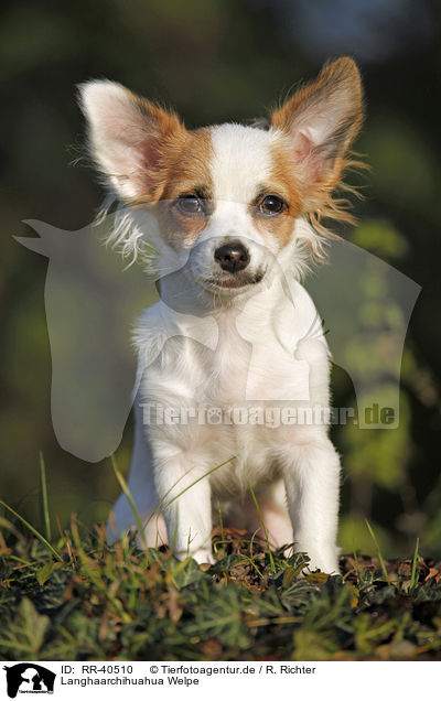 Langhaarchihuahua Welpe / longhaired Chihuahua puppy / RR-40510
