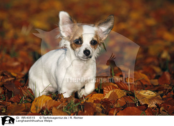 Langhaarchihuahua Welpe / RR-40515