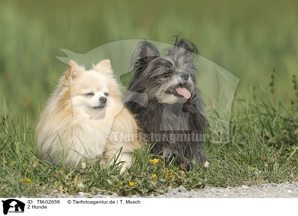 2 Hunde / 2 dogs / TM-02656