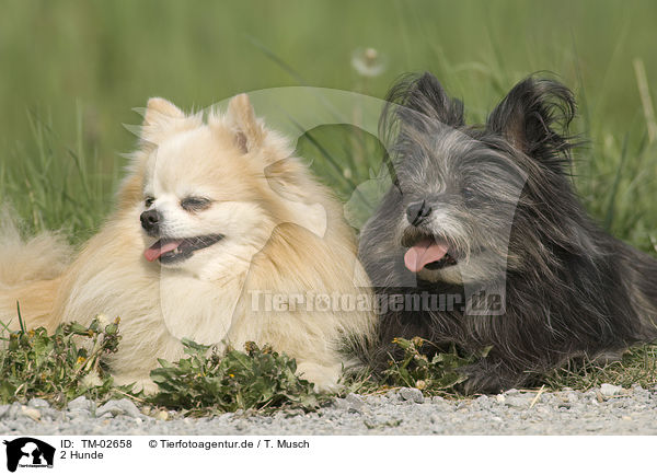 2 Hunde / 2 dogs / TM-02658