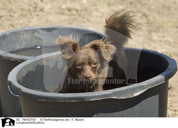 Langhaarchihuahua / longhaired Chihuahua / TM-02753