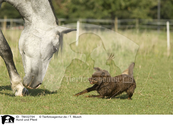 Hund und Pferd / TM-02794