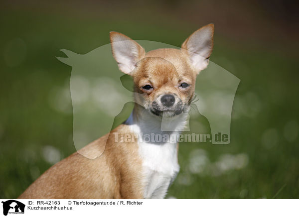 Kurzhaarchihuahua / shorthaired Chihuahua / RR-42163