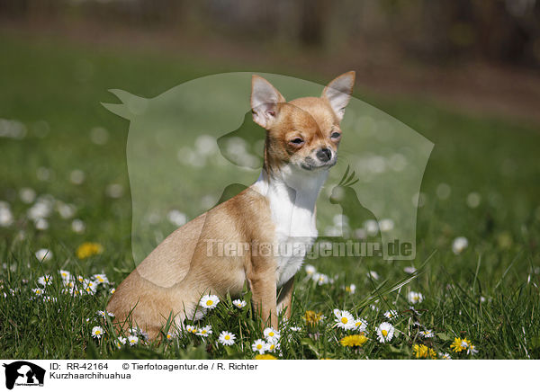 Kurzhaarchihuahua / shorthaired Chihuahua / RR-42164