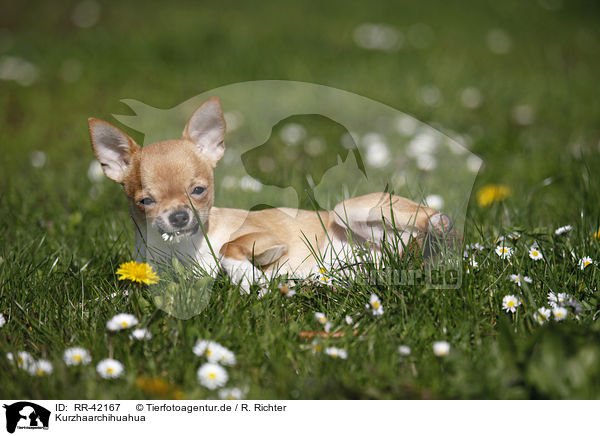 Kurzhaarchihuahua / shorthaired Chihuahua / RR-42167