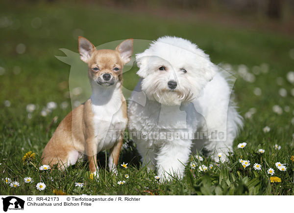 Chihuahua und Bichon Frise / RR-42173