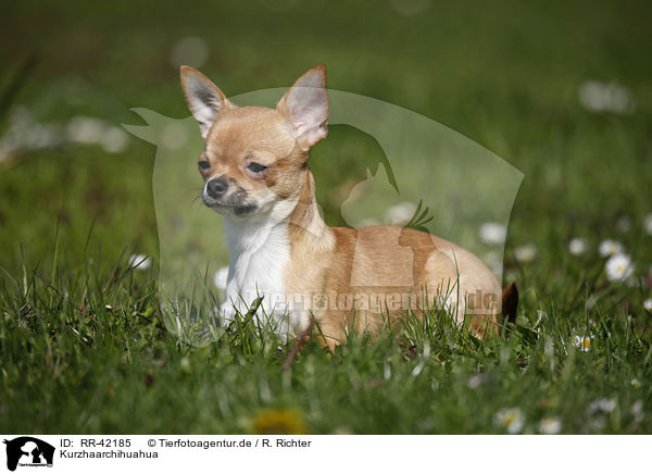 Kurzhaarchihuahua / RR-42185