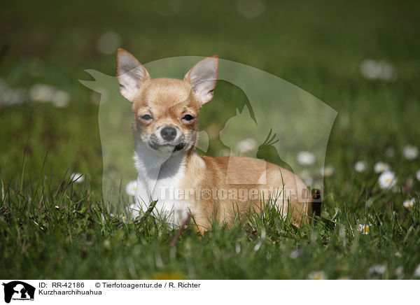 Kurzhaarchihuahua / shorthaired Chihuahua / RR-42186