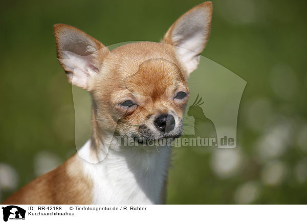 Kurzhaarchihuahua / shorthaired Chihuahua / RR-42188