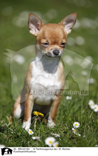 Kurzhaarchihuahua / shorthaired Chihuahua / RR-42192