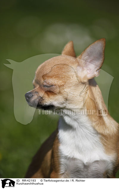Kurzhaarchihuahua / shorthaired Chihuahua / RR-42193