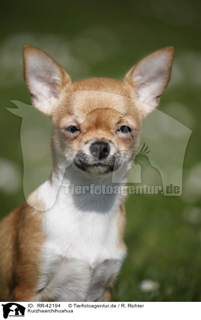 Kurzhaarchihuahua / shorthaired Chihuahua / RR-42194