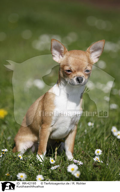 Kurzhaarchihuahua / shorthaired Chihuahua / RR-42195